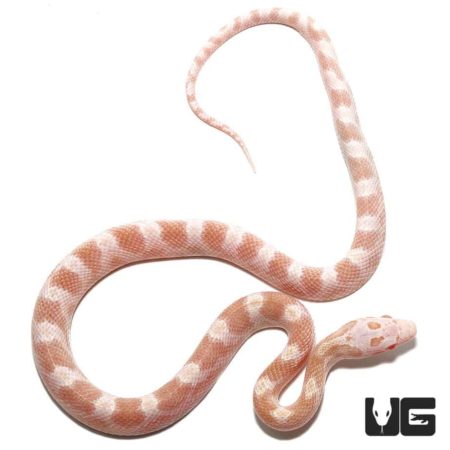 Baby Caramel Albino Diffused Cornsnake (Sulfur) with vibrant coloration and unique pattern. Perfect.