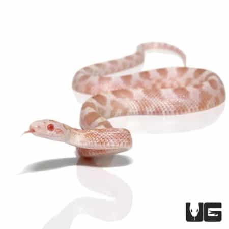 Baby Caramel Albino Diffused Cornsnake, Sulfur morph, showcasing vibrant coloration and unique patte.