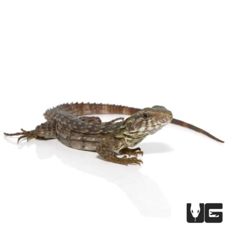 Baby Clubtail Iguanas For Sale - Underground Reptiles
