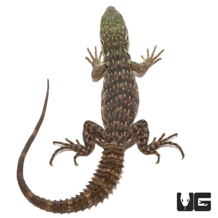 Baby Clubtail Iguanas For Sale Underground Reptiles