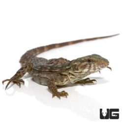 Baby Clubtail Iguanas For Sale - Underground Reptiles
