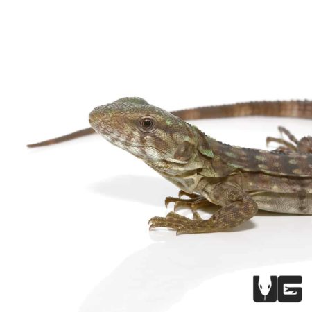 Baby Clubtail Iguanas For Sale - Underground Reptiles