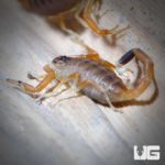 Baby Deathstalker Scorpion For Sale - Underground Reptiles