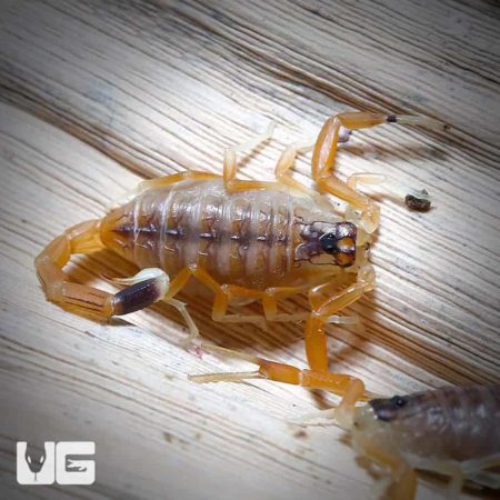 Baby Deathstalker Scorpion For Sale - Underground Reptiles