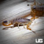 Baby Deathstalker Scorpion For Sale - Underground Reptiles