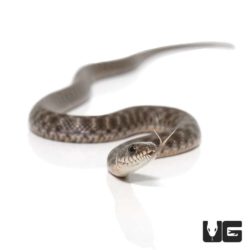 Baby Dice Snake For Sale - Underground Reptiles