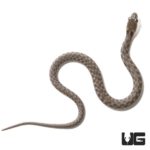 Baby Dice Snake For Sale - Underground Reptiles