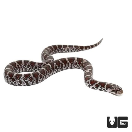 Baby Eastern MilkSnake For Sale - Underground Reptiles