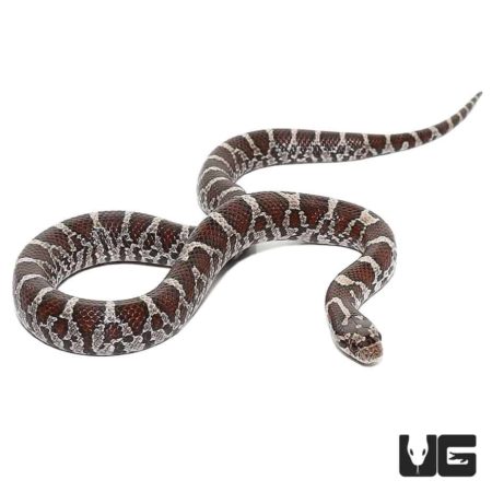 Baby Eastern MilkSnake For Sale - Underground Reptiles