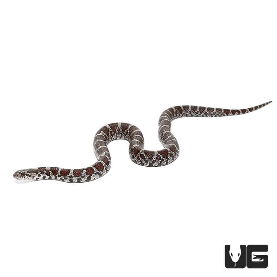 Baby Eastern Milksnake - Underground Reptiles