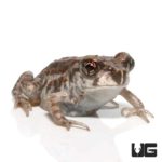 Baby Eastern Spadefoot Toad For Sale - Underground Reptiles