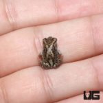 Baby Eastern Spadefoot Toad For Sale - Underground Reptiles