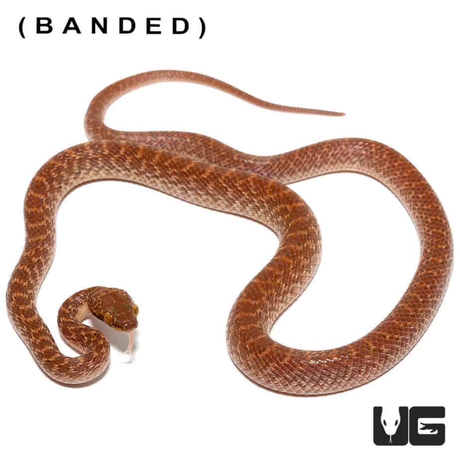 Egyptian Cat Eye Snake For Sale Underground Reptiles