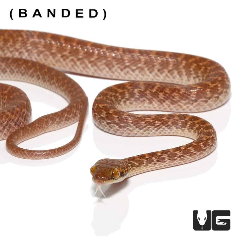 Egyptian Cat Eye Snake For Sale Underground Reptiles