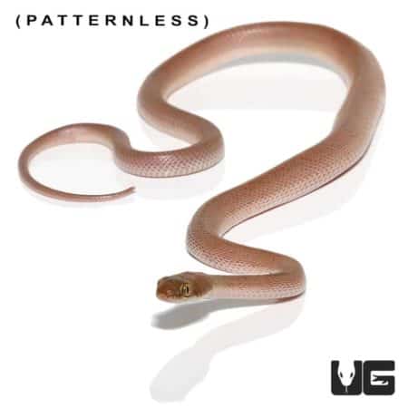 Baby Egyptian Cat Eye Snake, small patterned snake with distinctive eye markings.