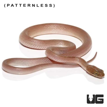 Egyptian Cat Eye Snake, baby, patternless, pet reptile.