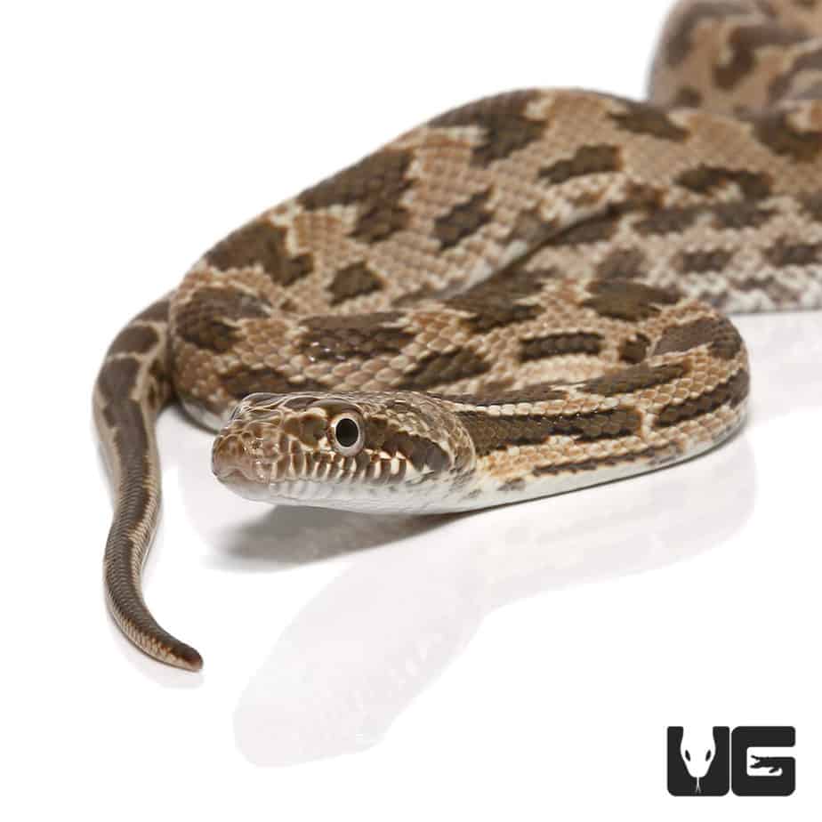 Snakes For Sale - Underground Reptiles