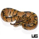 Baby Enchi Ball Python For Sale - Underground Reptiles