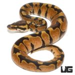 Baby Enchi Ball Python For Sale - Underground Reptiles