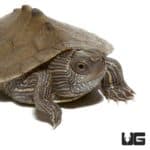 Baby False Map Turtles For Sale - Underground Reptiles
