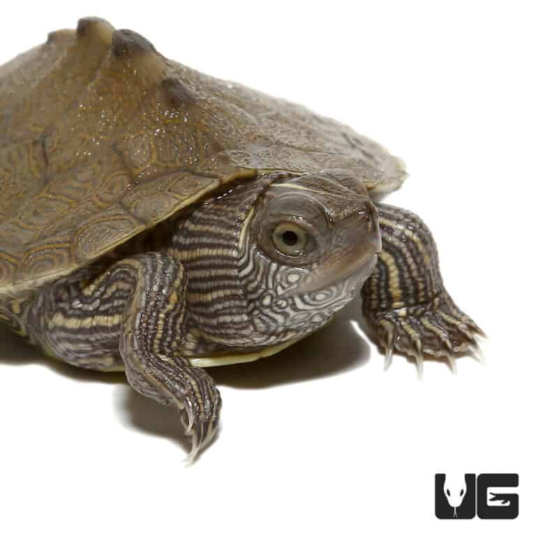 Turtles For Sale - Underground Reptiles