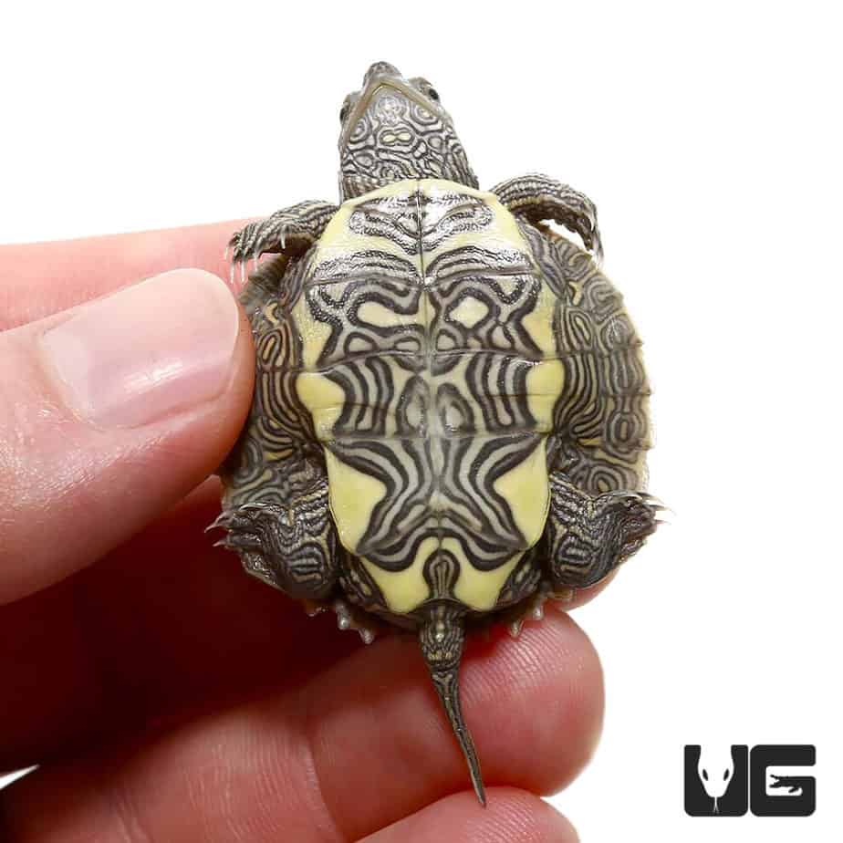 Turtles For Sale - Underground Reptiles