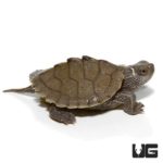 Baby False Map Turtles For Sale - Underground Reptiles