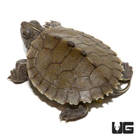 Baby False Map Turtles (Graptemys pseudogeographica) For Sale ...