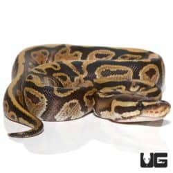 Baby Fire Ball Python For Sale - Underground Reptiles