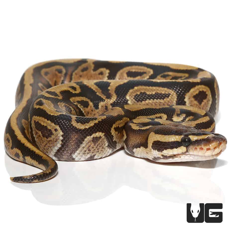 Baby Fire Ball Python (Python regius) For Sale - Underground Reptiles