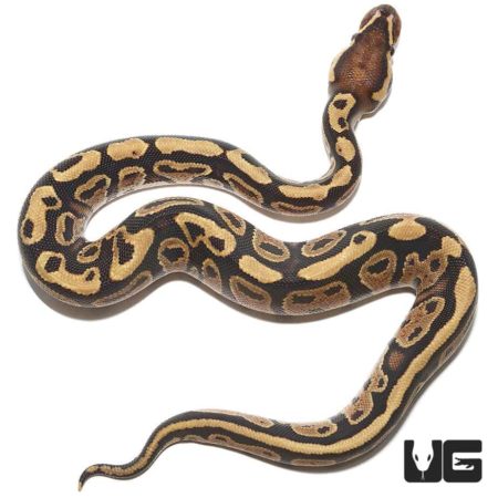 Baby Fire Ball Python For Sale - Underground Reptiles