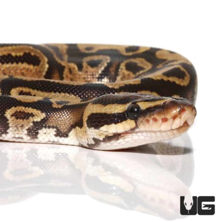 Baby Fire Ball Python For Sale - Underground Reptiles