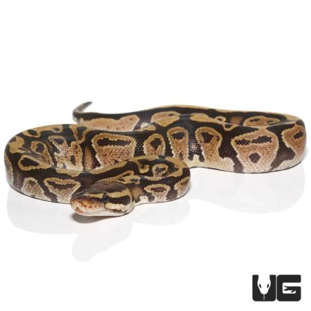 Baby Fire Ball Python For Sale - Underground Reptiles