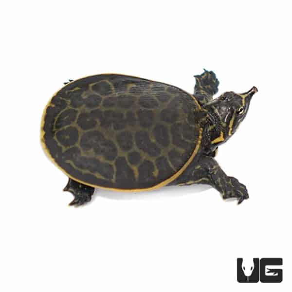 Turtles For Sale - Underground Reptiles