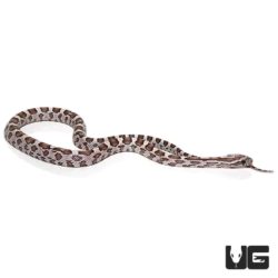 Baby Ghost Cornsnakes for sale - Underground Reptiles