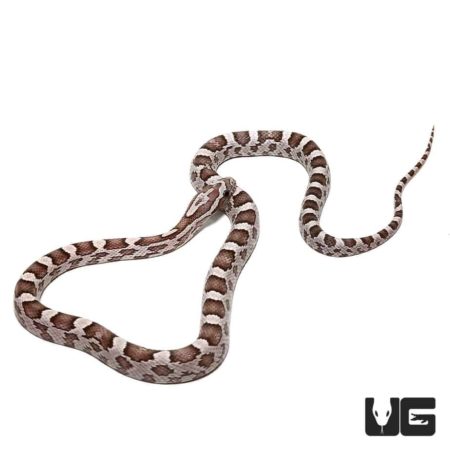 Baby Ghost Cornsnakes for sale - Underground Reptiles