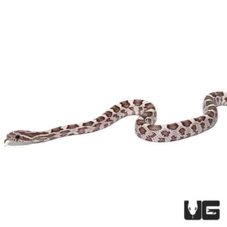 Baby Ghost Cornsnakes for sale - Underground Reptiles