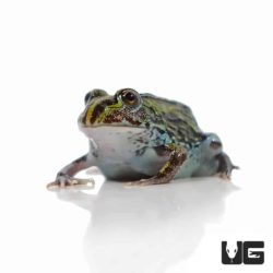 Baby Giant Pixie Frogs For Sale - Underground Reptiles