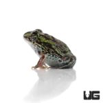 Baby Giant Pixie Frogs For Sale - Underground Reptiles