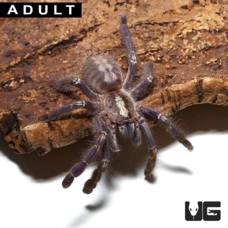 Gooty Sapphire Ornamental Tarantulas For Sale - Underground Reptiles
