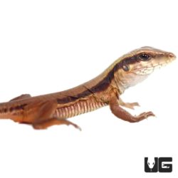 Baby Green Ameiva For Sale - Underground Reptiles