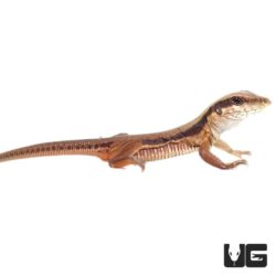 Baby Green Ameiva For Sale - Underground Reptiles