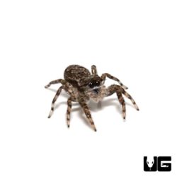 Baby Grey Wall Jumping Spider For Sale - Underground Reptiles