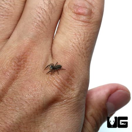Baby Grey Wall Jumping Spider For Sale - Underground Reptiles