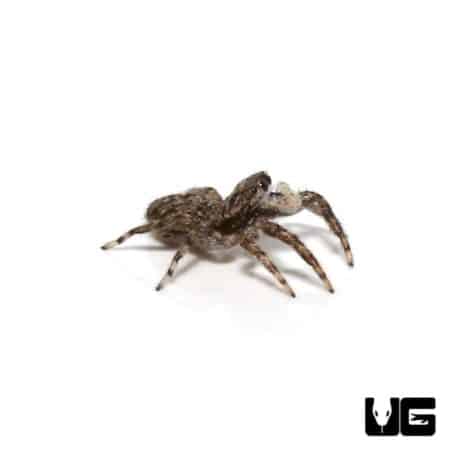 Baby Grey Wall Jumping Spider For Sale - Underground Reptiles