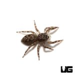 Baby Grey Wall Jumping Spider For Sale - Underground Reptiles