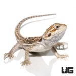 Baby Hypo Citrus Dunner Bearded Dragons for sale - Underground Reptiles