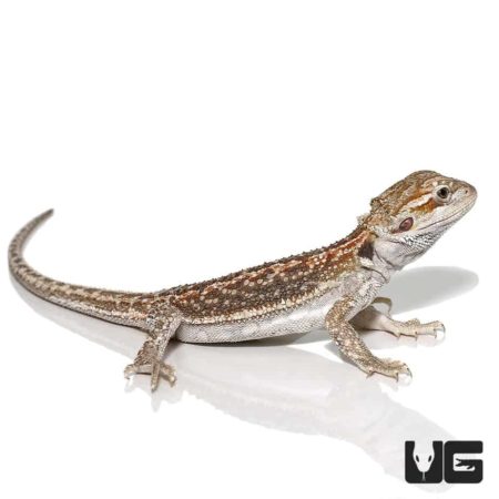 Baby Hypo Citrus Dunner Bearded Dragons for sale - Underground Reptiles
