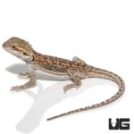 Baby Hypo Citrus Dunner Bearded Dragons for sale - Underground Reptiles
