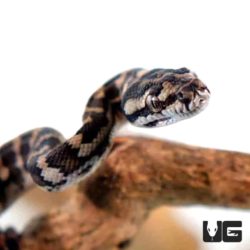 Baby Irian Jaya x Coastal Carpet Python For Sale - Underground Reptiles